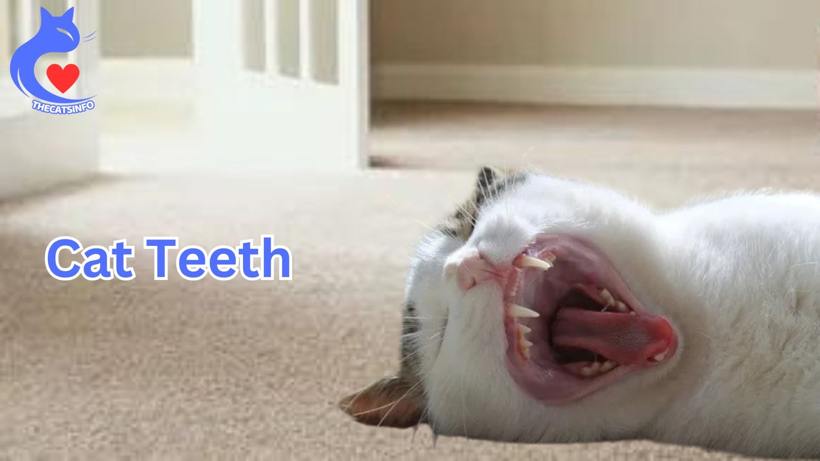 Cat Teeth