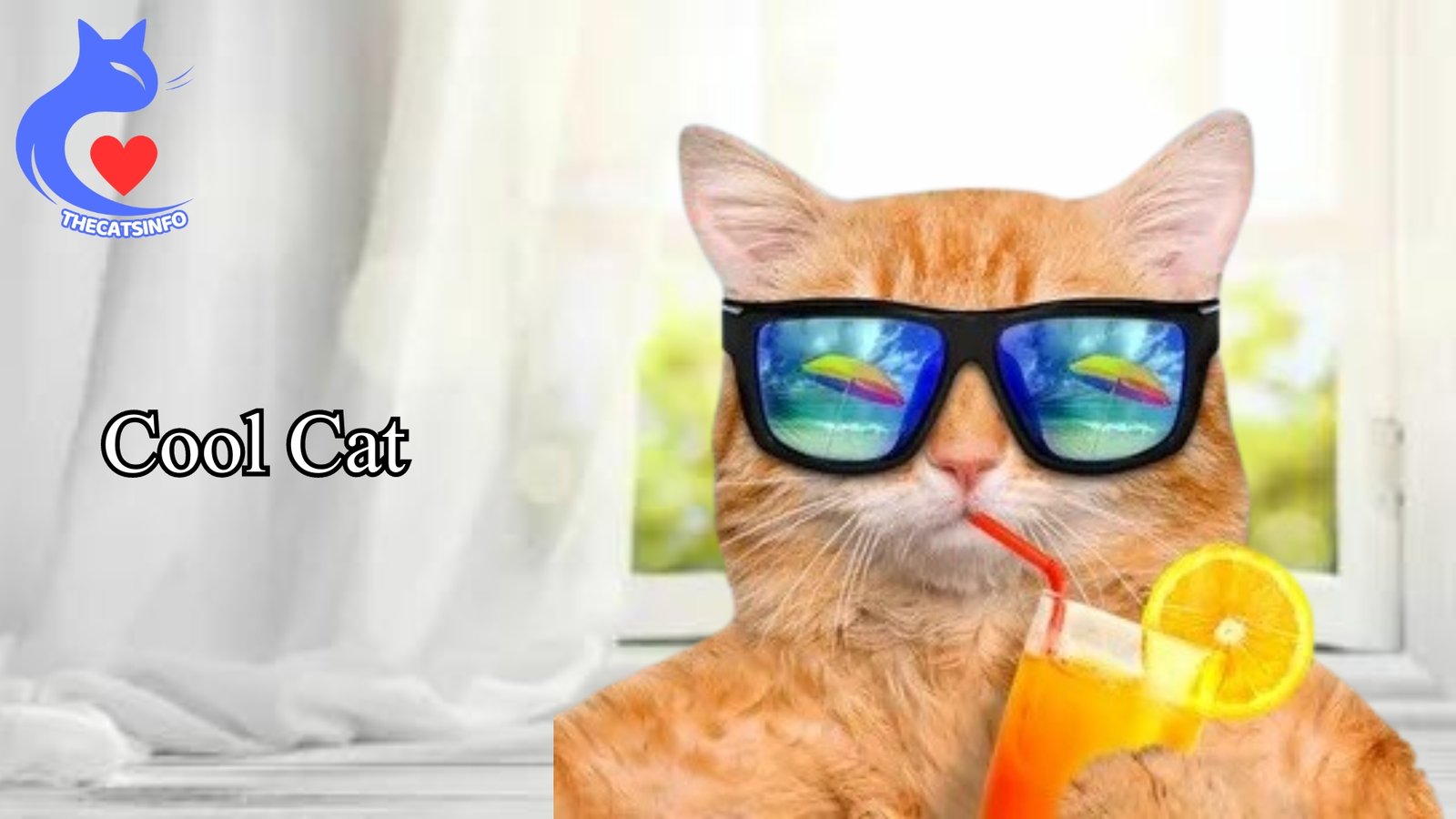 What is meant by Cool Cats? Describe their characteristics