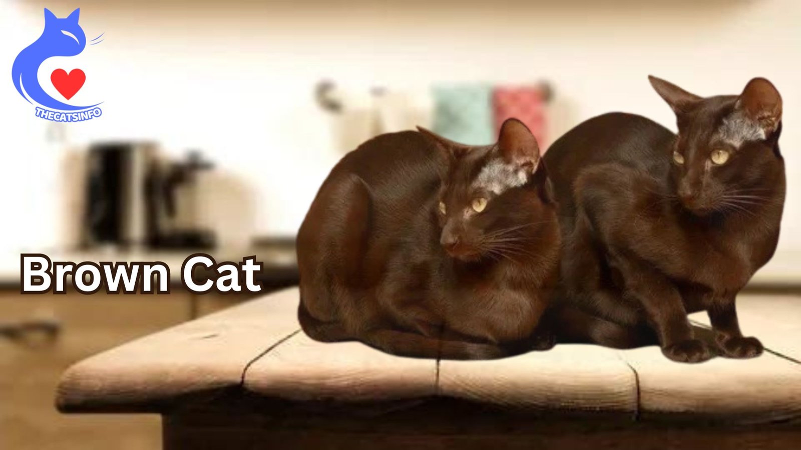 Brown Cats