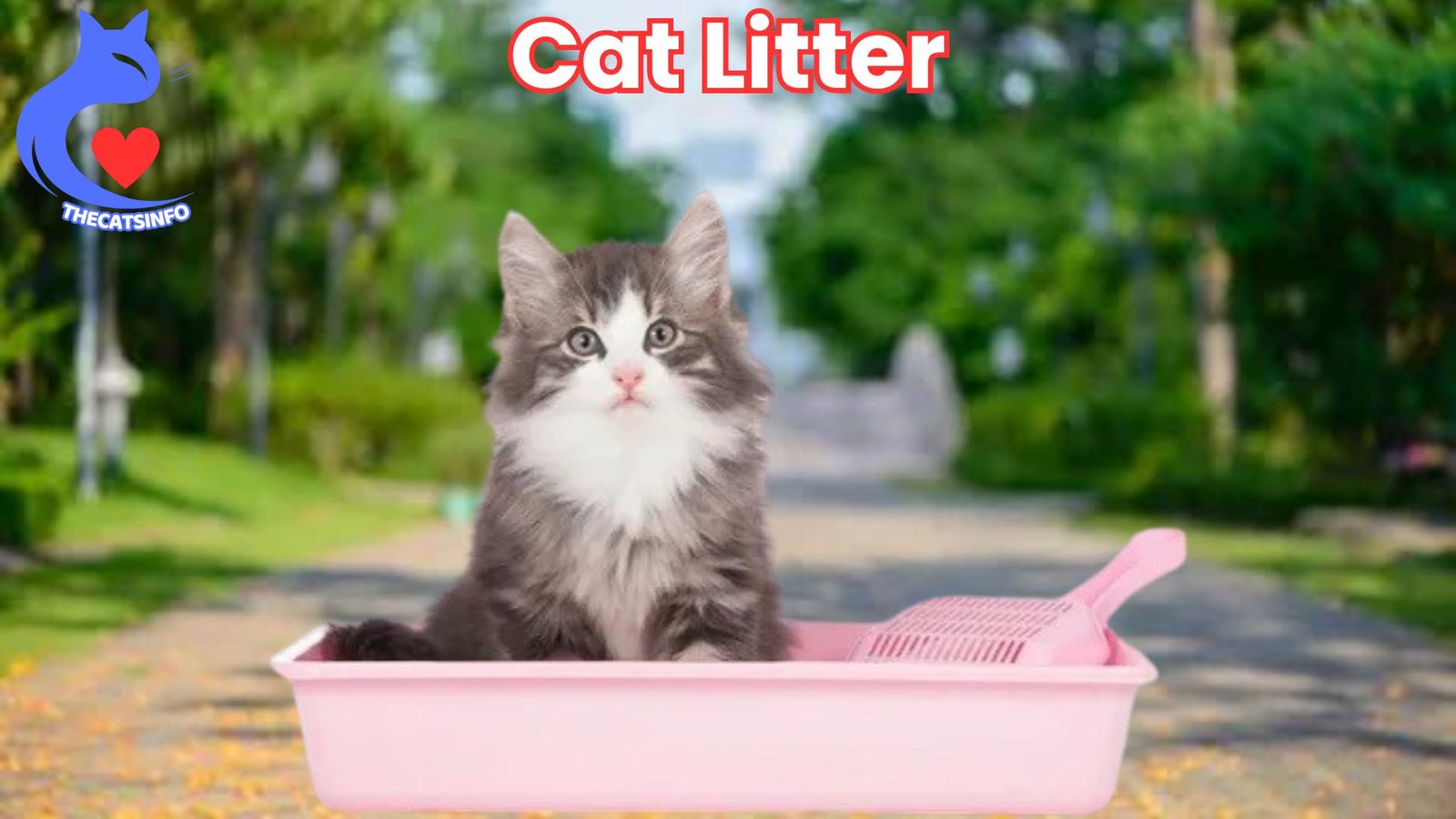 Cat Litter