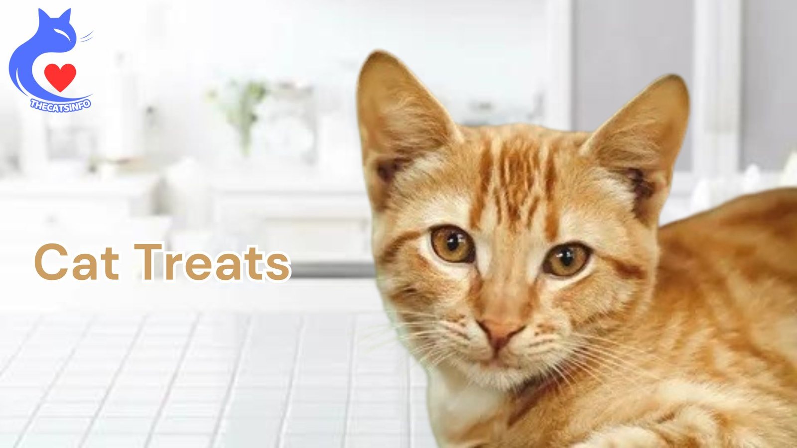 What Do We Understand By Cat Treats? Describe In Details