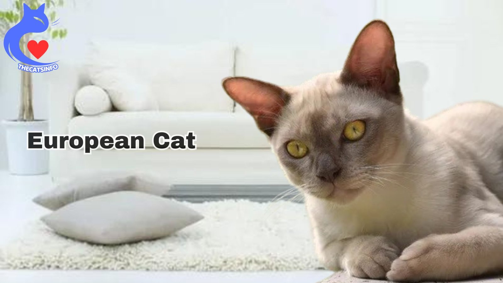 What are European Brown Cats Described all characteristics