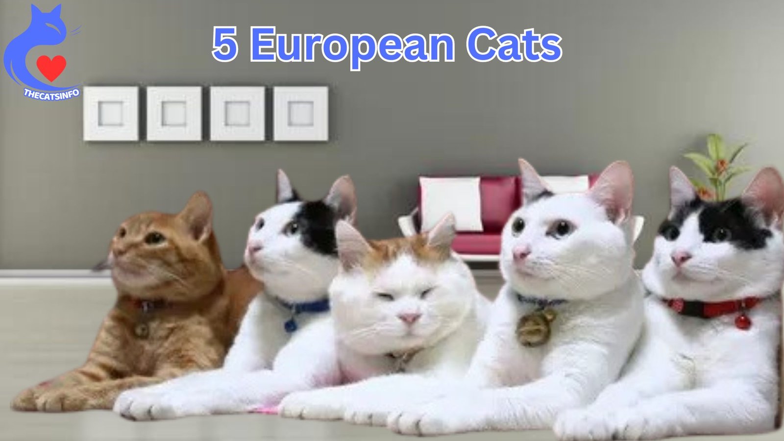 Top 5 European White Cats And Their Characteristics