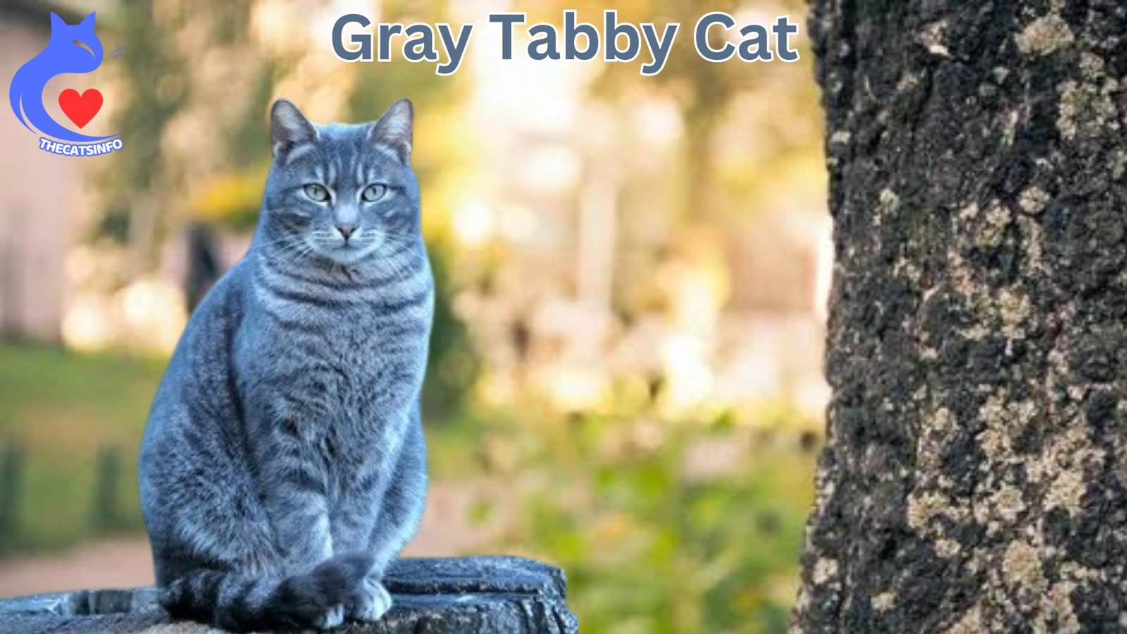 Define Gray Tabby Cat And Describe Its Characteristics