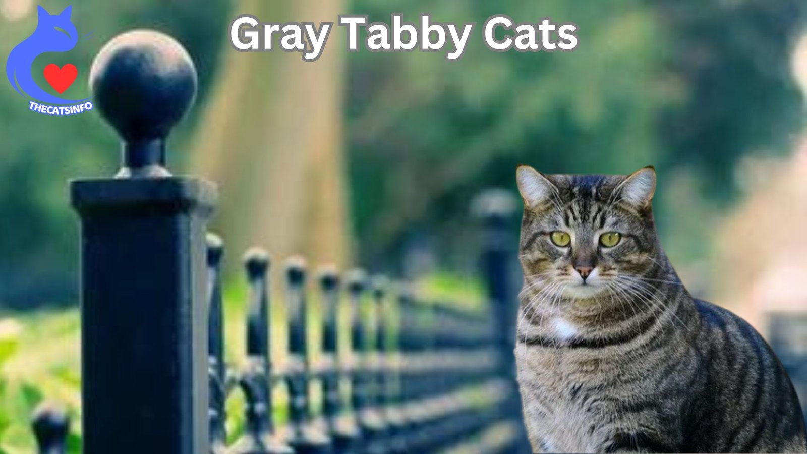 Gray Tabby Cats