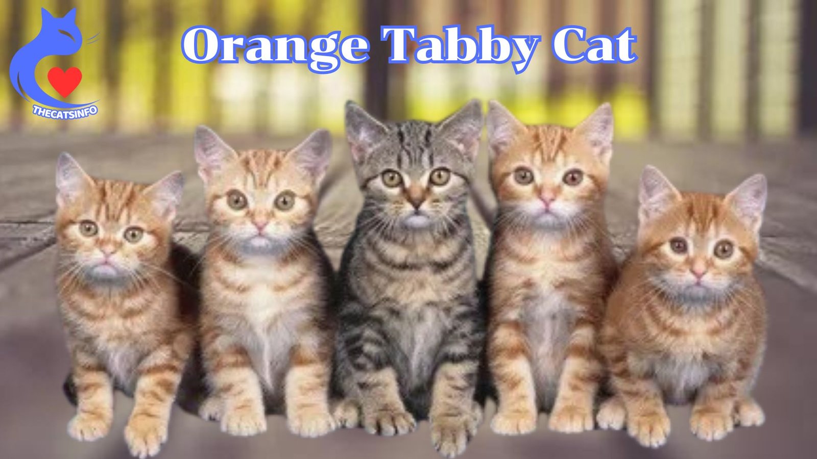 Describe all the characteristics of Orange Tabby Cats