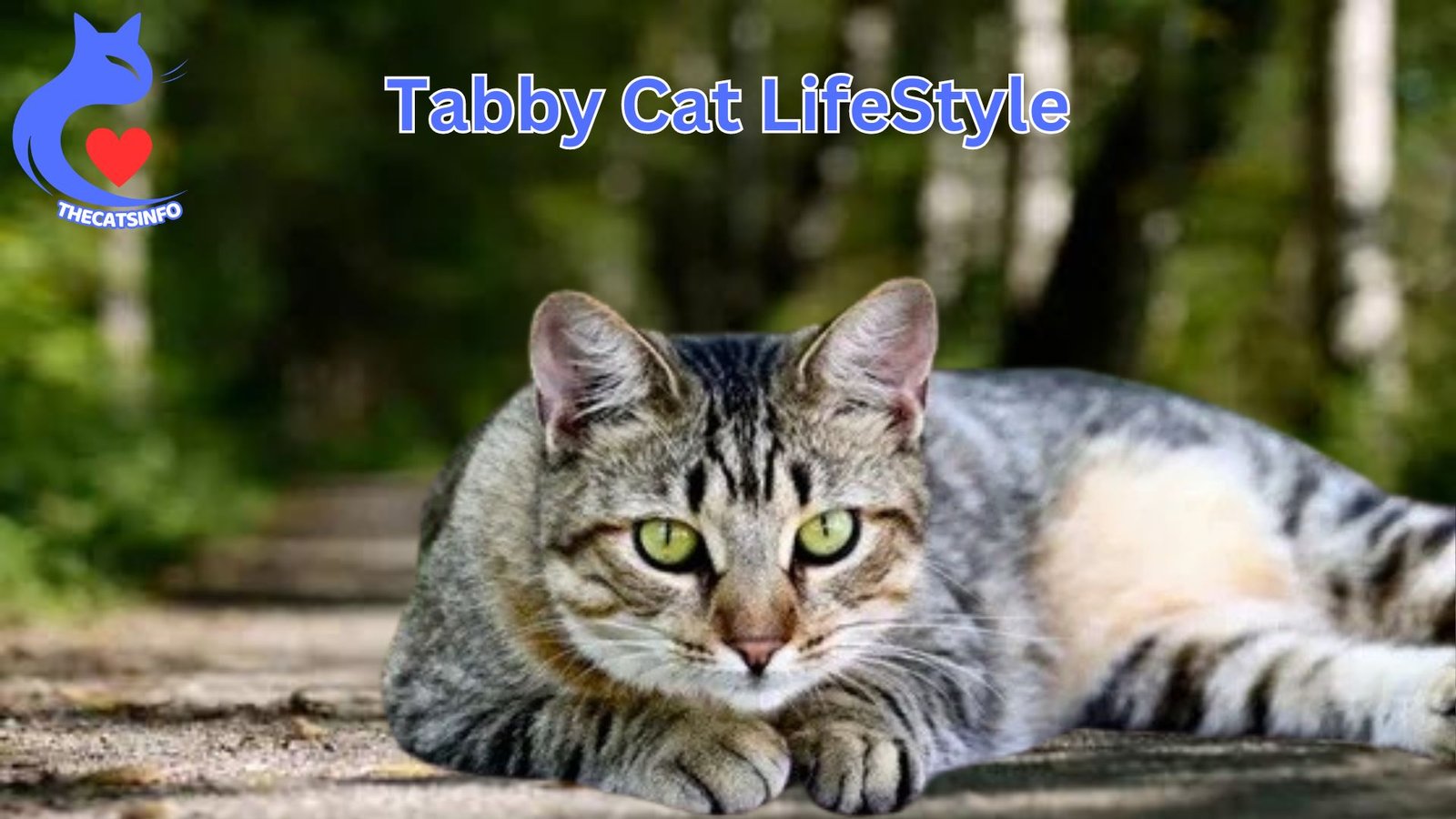 What are Tabby Cats? Describe Its lifestyle With Details